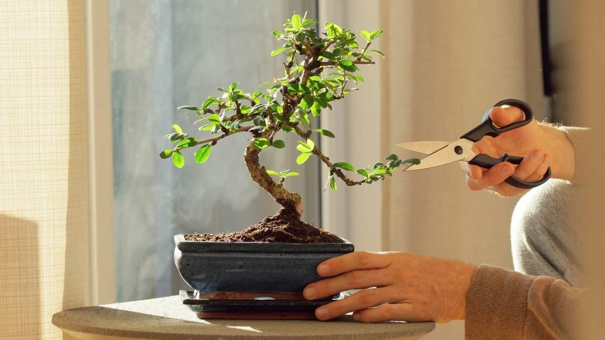 Bonsai. Fuente: (Instagram)