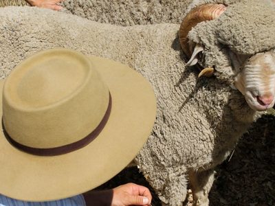 Precio récord para la tercera venta conjunta de lana en Neuquén
