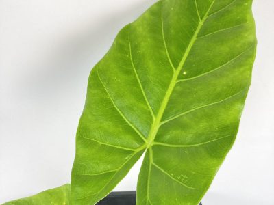 El secreto de los viveros: cómo hacer que tu planta Manto de Eva crezca gigante sin usar químicos