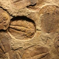 Trilobites del Cámbrico se apareaban como el cangrejo de herradura