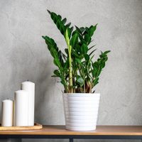 La planta de moda que lo aguanta todo y los principiantes buscan con desesperación