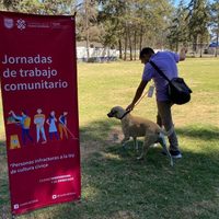 Las multas por faltas cívicas en la CDMX se podrán pagar al pasear a perros