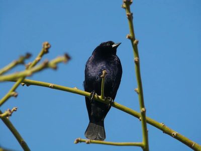 Por qué el Tordo es el único pájaro que no hace nido: a dónde pone sus huevos