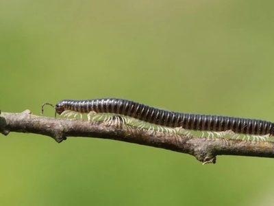 No lo mates: el insecto que vive en tu jardín y te protege de una particular forma