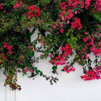 La planta trepadora de flores espectaculares que vas a querer tener en tu jardín