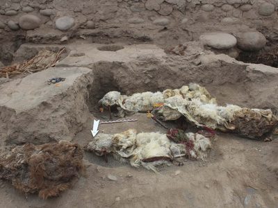 Hallaron en Perú cuatro llamas momificadas de hace más de 500 años: fotos