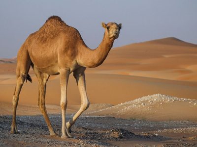 Datos curiosos acerca de los camellos, los amos del desierto