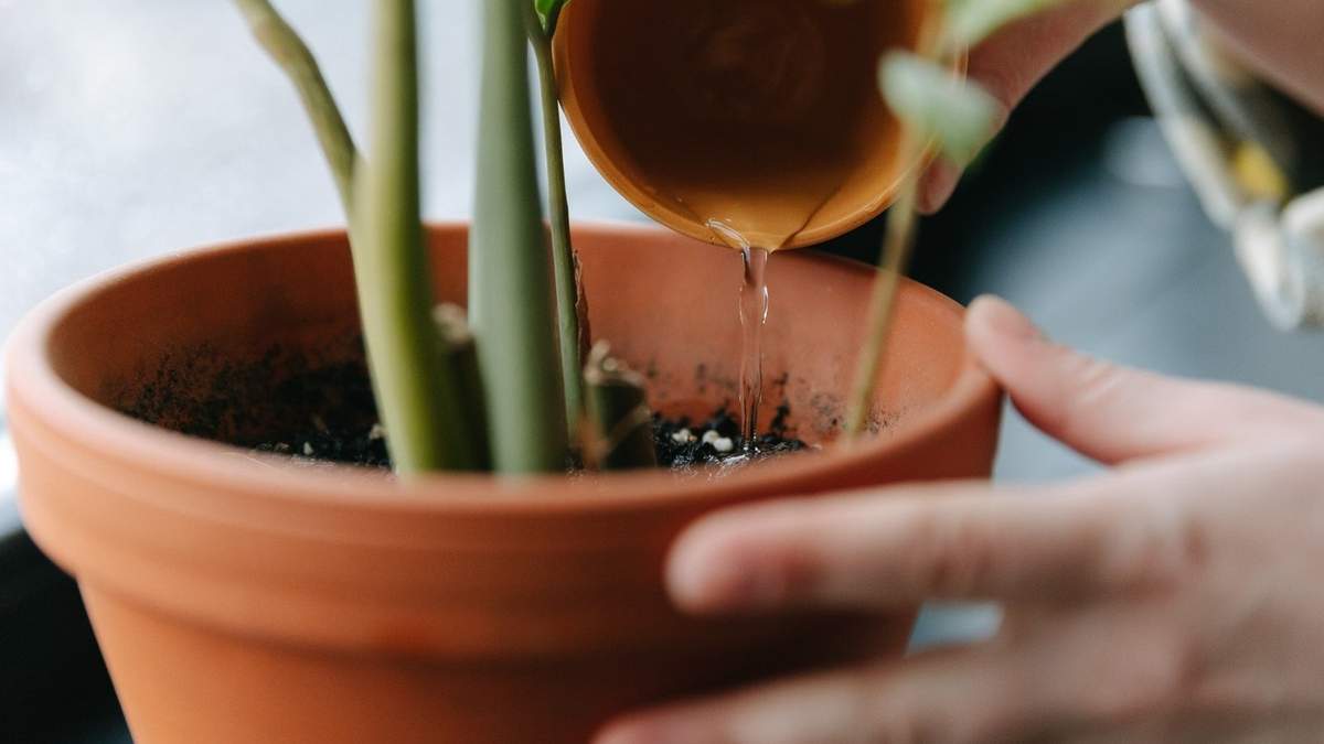 Plantas. Fuente: (Instagram)