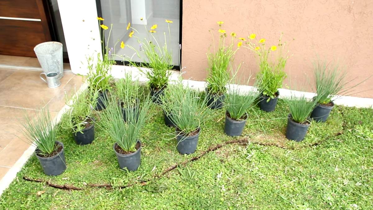 Plantas. Fuente: (Instagram)