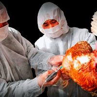 Atención: China reporta el primer caso de gripe aviar H10N3 en humanos