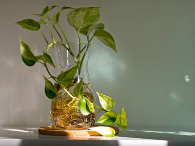 La exótica planta que se transforma llamativamente al entrar en contacto con el agua
