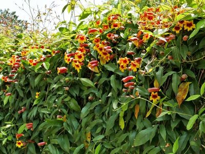 La planta que pocos conocen, de bajo mantenimiento, que regala flores hermosas todo el año