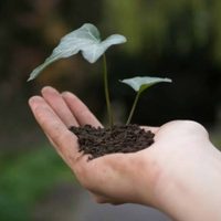 No tires las cenizas del asado: mirá cómo podés usarlas para que tus plantas se reproduzcan sin parar