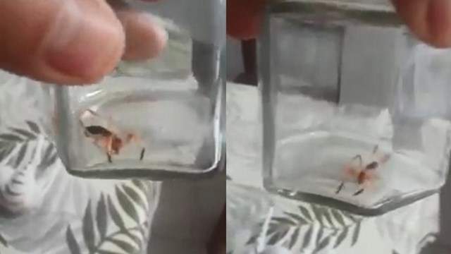 Insectos en Cipolletti Fuente: (Facebook)