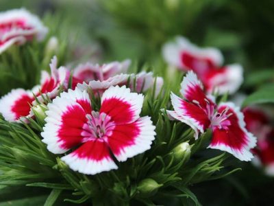 La planta que resiste todo y florece sin pausa: mirá cómo cultivarla en tu jardín