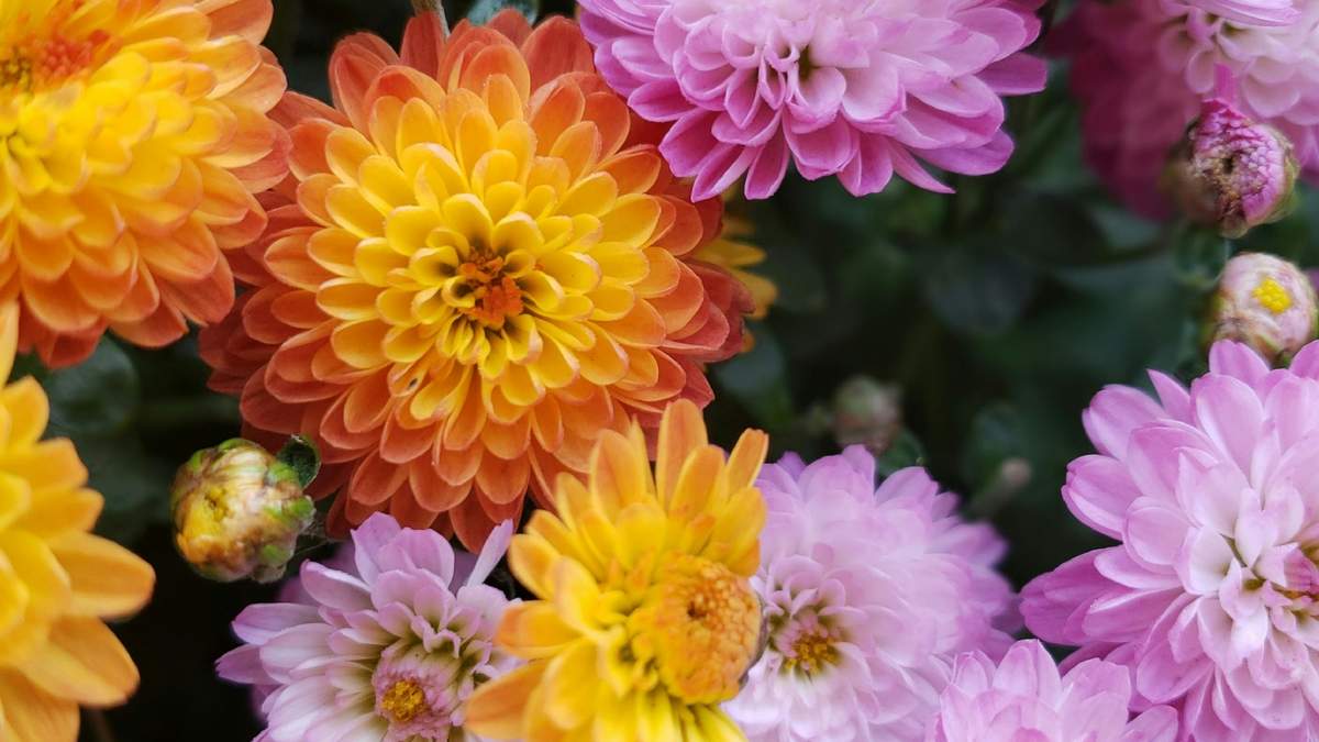 No dejes que el otoño deje de ser una oportunidad para tu jardín