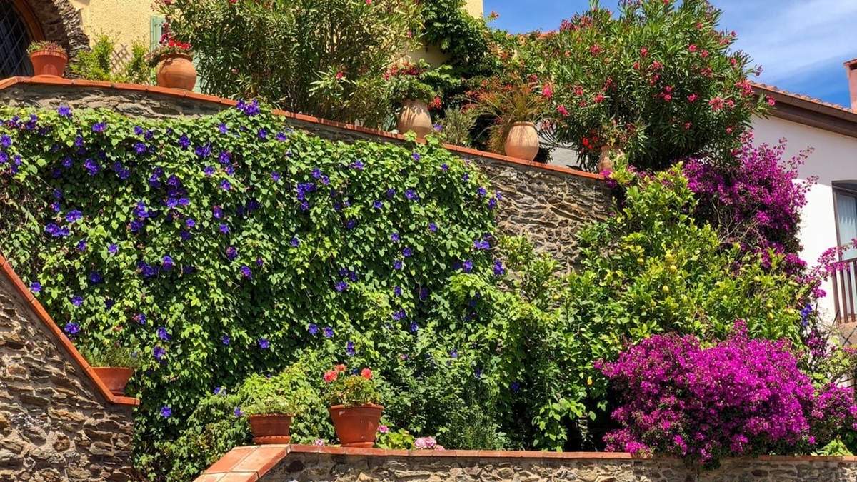 Plantas. Fuente: (Hogarmanía)