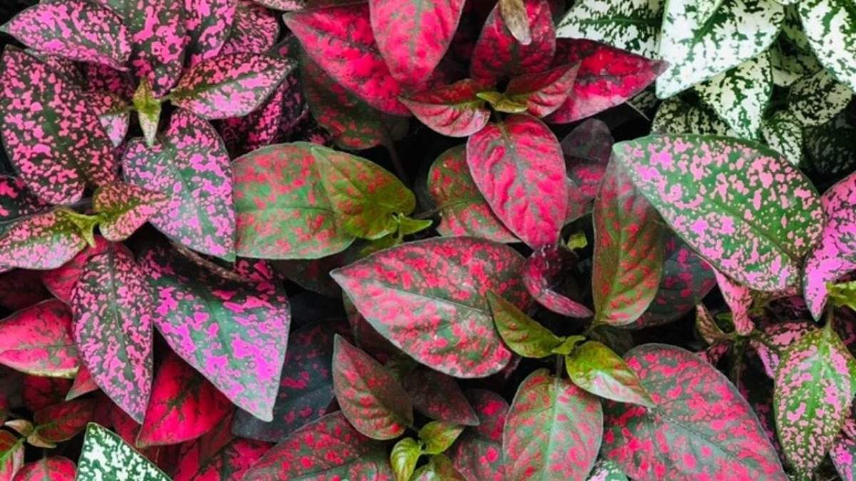Hypoestes. Fuente: (X)