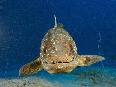 Importante descubrimiento: hallan un pez de cuatro patas en Madagascar