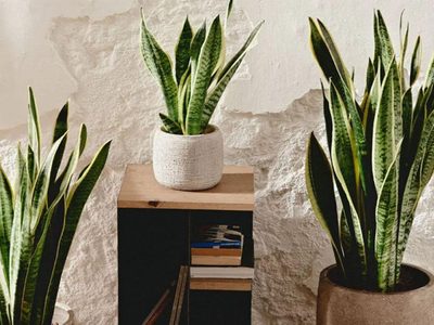 Las plantas fáciles de cuidar y perfectas para refrescar tu casa los días de mucho calor