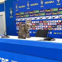 La maldición del gato: por esto perdió Brasil según las redes sociales (Video)
