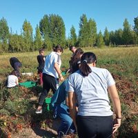 San Patricio del Chañar: Alumnos y productores se capacitaron en producción de semillas de tomate