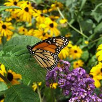 Descubrí cómo conseguir un “efecto mariposa” en el jardín