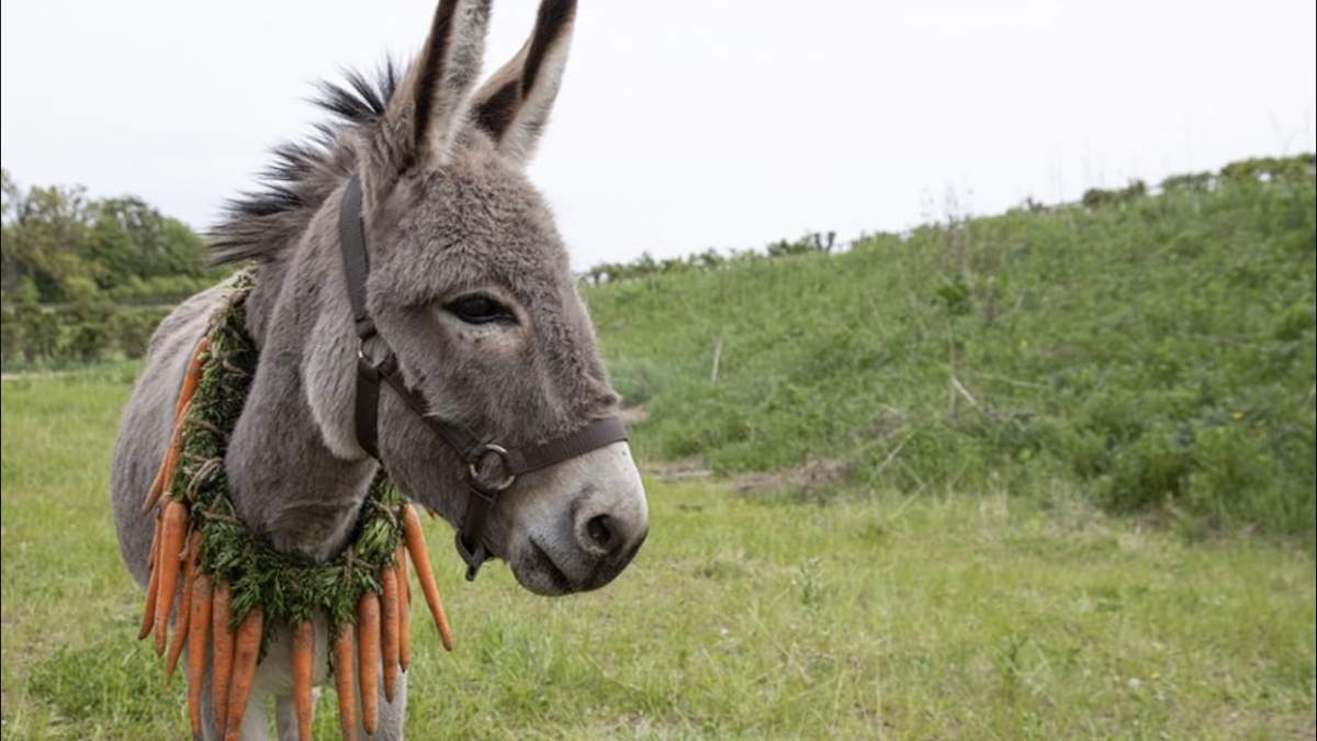 Esta cinta es sobre un burro y sus andanzas por la vida