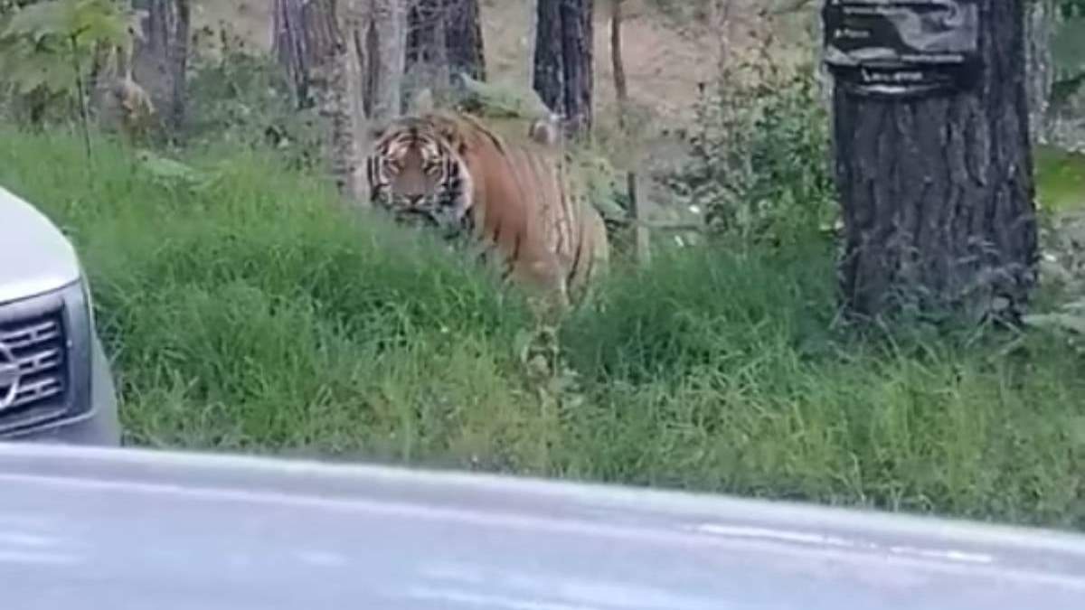 El felino a la orilla  de la carretera de Jalisco