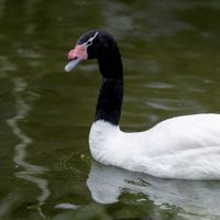 Curiosidades sobre el Cisne cuello negro: el ave que inspiró cuentos de niños adora el agua y se enamora solo una vez