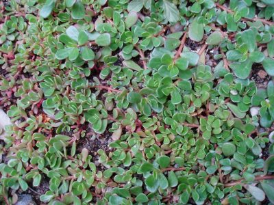No las arranques: 3 plantas comestibles que crecen como maleza en tu jardín