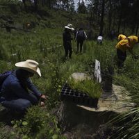 La tala acecha los bosques de la CDMX pese a intentos por reforestarlos