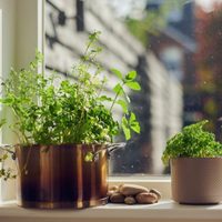 Ni se te ocurra: la planta que debes evitar en la entrada de tu casa