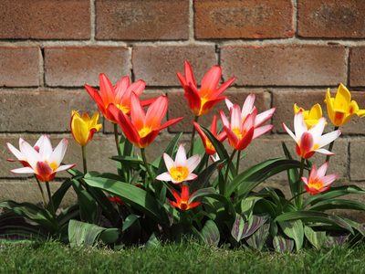 El truco infalible y muy económico para combatir los hongos en las hojas de tus plantas