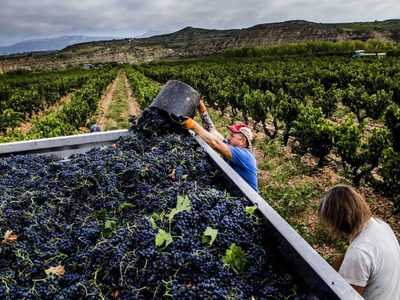 Época de vendimia en España: cosechas sin visitas turísticas y con protocolos