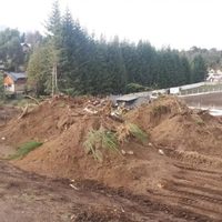 Iniciaron en Villa La Angostura el plan de reforestación con variedades autóctonas