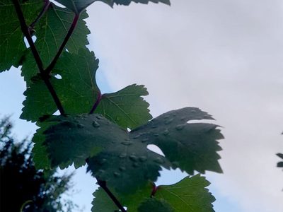 ¿Seguirán las lluvias en Mendoza? Esto dice el pronóstico