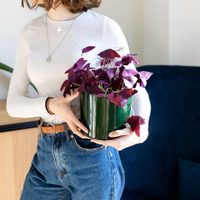 La queremos: la planta cuyas flores parecen mariposas y que podés cultivar fácilmente en tu hogar
