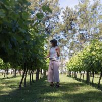 Con protocolos, se retoman los Caminos del vino de Uruguay