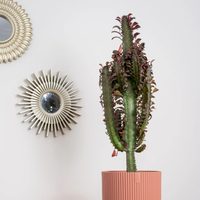 Conocé a la Euphorbia Trigona: la planta que parece un cactus, pero es una suculenta