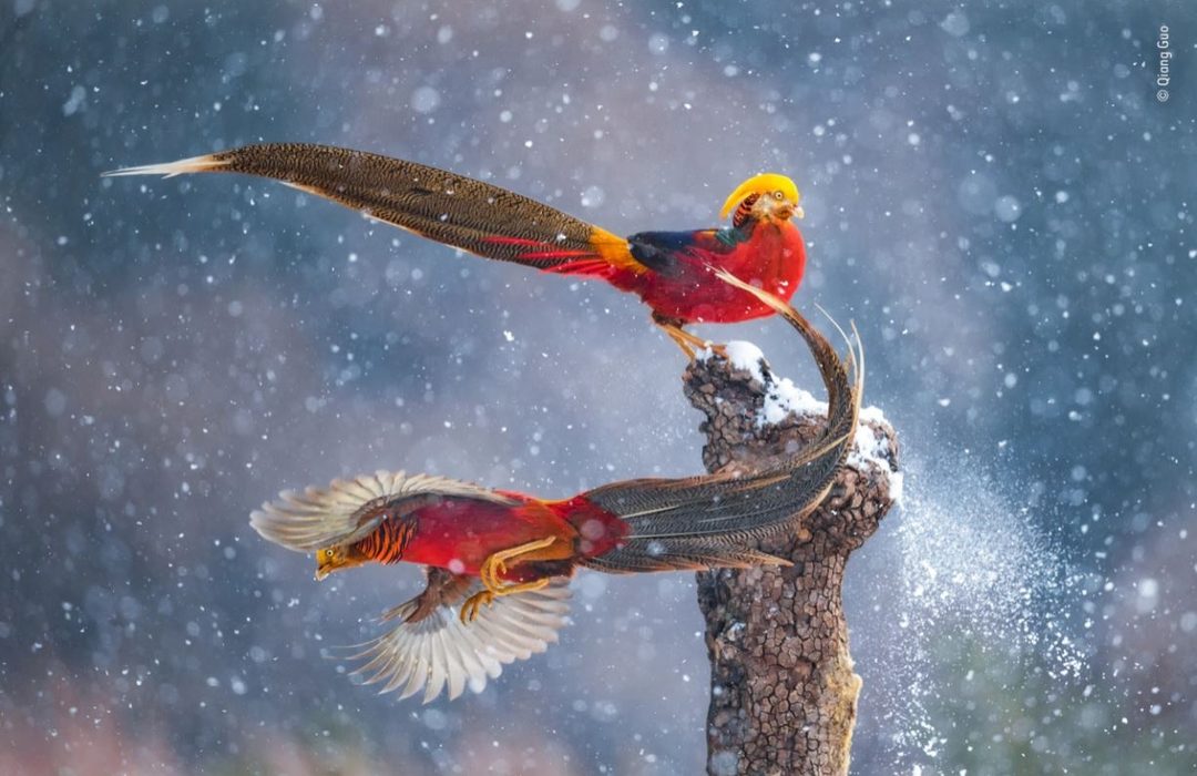 aves