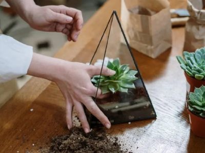 Cuáles son los errores que hay que evitar al preparar la tierra para las suculentas