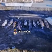 Secuestraron truchas a pescadores furtivos en el Nahuel Huapi