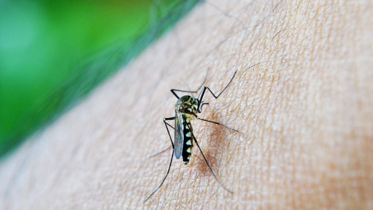 Pese a la llegada del frío, los casos de dengue podrían prolongarse. Fuente: (Twitter)
