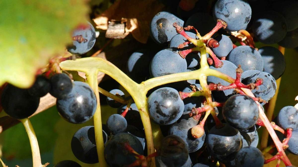 El éxito del Tannat en Uruguay. Fuente: (Tiwitter)