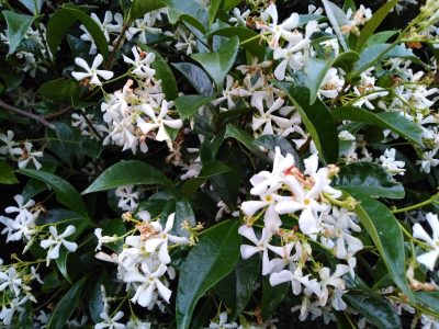 Conservá el aroma de tus flores preferidas con esta técnica antigua de perfumería francesa que te va a encantar