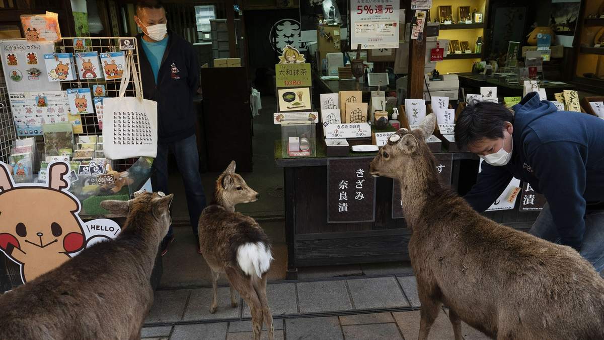 Los animales comenzaron a salir en busca de alimentos. Fuente: (Twitter)