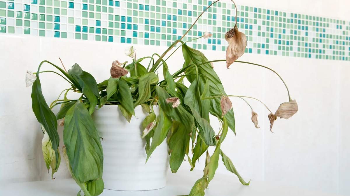 Plantas. Fuente: (Instagram)