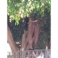 Hallan a un hombre baleado y a otro colgado de un árbol en la CDMX