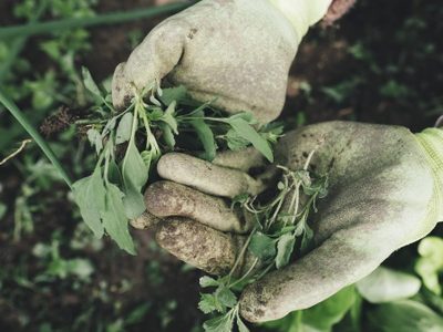 El secreto de los jardineros para eliminar las hierbas malas del jardín y que no vuelvan a crecer